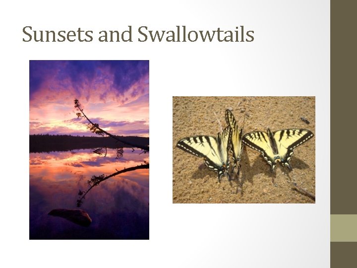 Sunsets and Swallowtails 