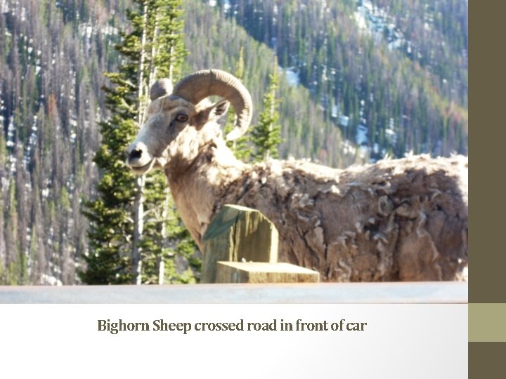 Bighorn Sheep crossed road in front of car 