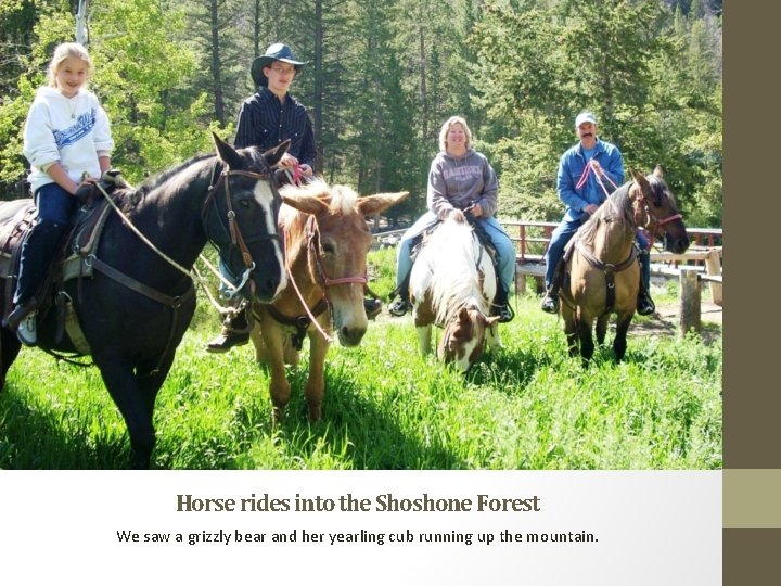 Horse rides into the Shoshone Forest We saw a grizzly bear and her yearling