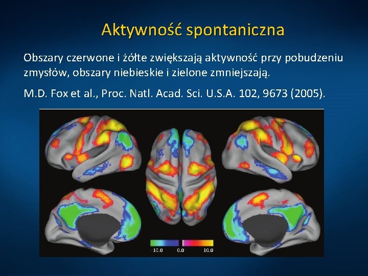 Aktywność spontaniczna Obszary czerwone i żółte zwiększają aktywność przy pobudzeniu zmysłów, obszary niebieskie i