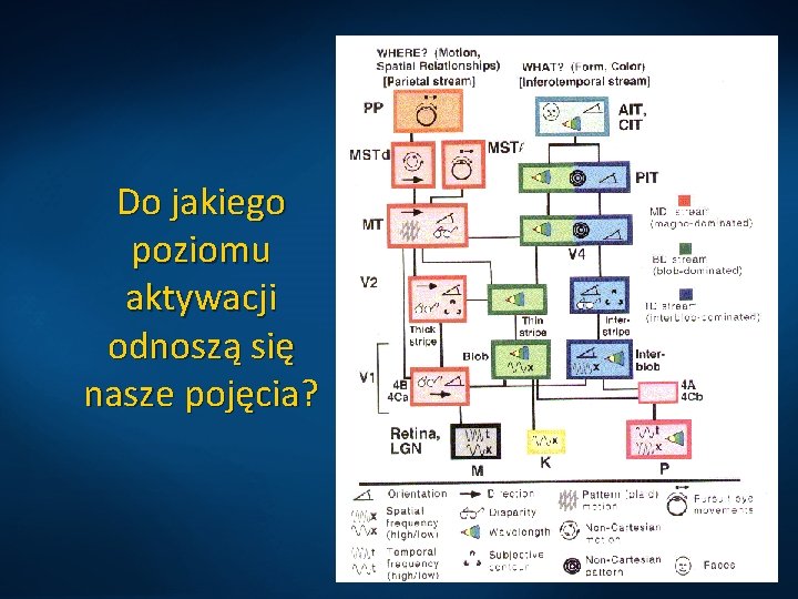 Do jakiego poziomu aktywacji odnoszą się nasze pojęcia? 