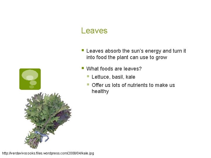 Leaves § Leaves absorb the sun’s energy and turn it into food the plant Leaves § Leaves absorb the sun’s energy and turn it into food the plant