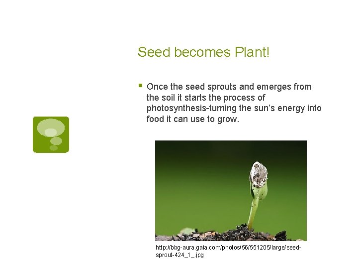 Seed becomes Plant! § Once the seed sprouts and emerges from the soil it Seed becomes Plant! § Once the seed sprouts and emerges from the soil it