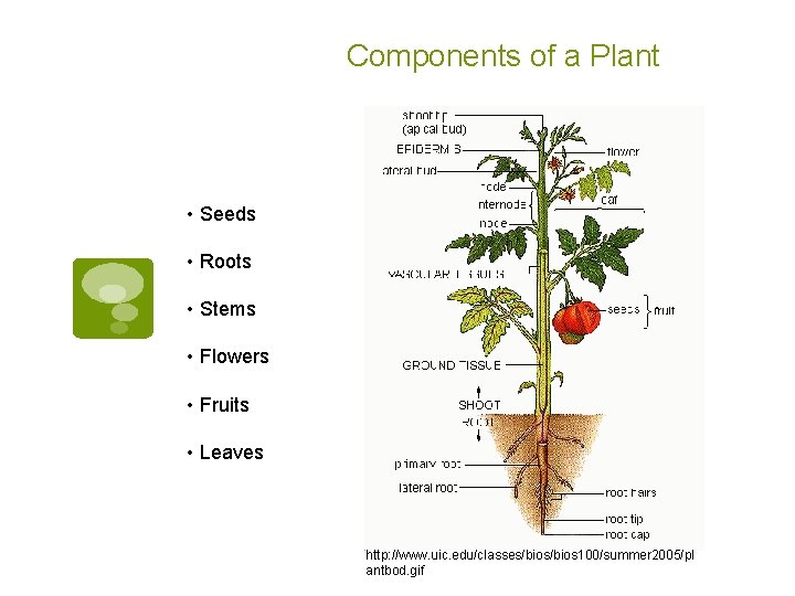 Components of a Plant • Seeds • Roots • Stems • Flowers • Fruits Components of a Plant • Seeds • Roots • Stems • Flowers • Fruits