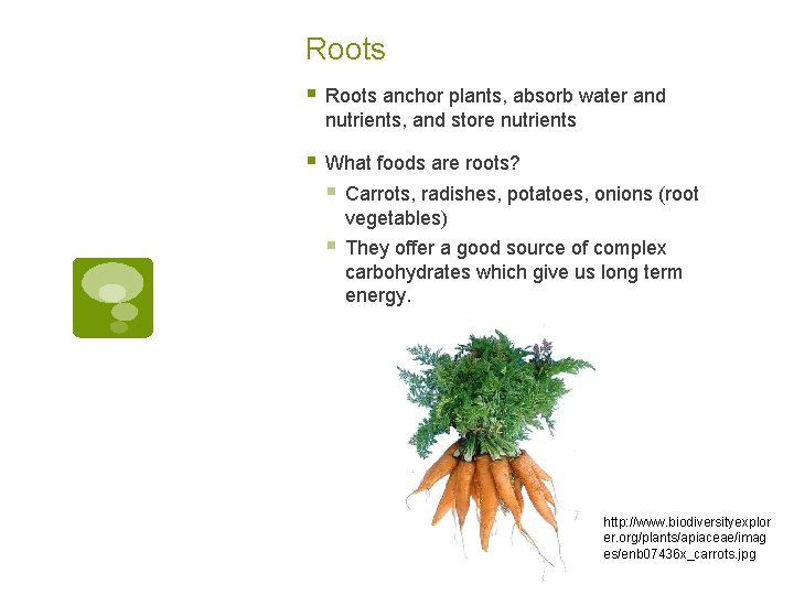 Roots § Roots anchor plants, absorb water and nutrients, and store nutrients § What Roots § Roots anchor plants, absorb water and nutrients, and store nutrients § What