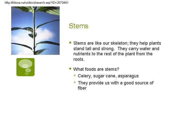 http: //fotosa. ru/ru/stock/search. asp? ID=2570461 Stems § Stems are like our skeleton; they help http: //fotosa. ru/ru/stock/search. asp? ID=2570461 Stems § Stems are like our skeleton; they help