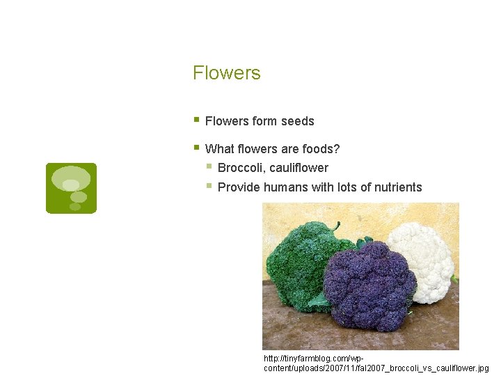 Flowers § Flowers form seeds § What flowers are foods? § Broccoli, cauliflower § Flowers § Flowers form seeds § What flowers are foods? § Broccoli, cauliflower §