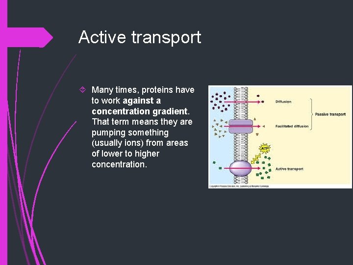 Active transport Many times, proteins have to work against a concentration gradient. That term