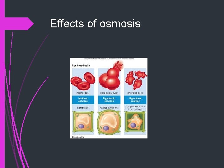 Effects of osmosis 