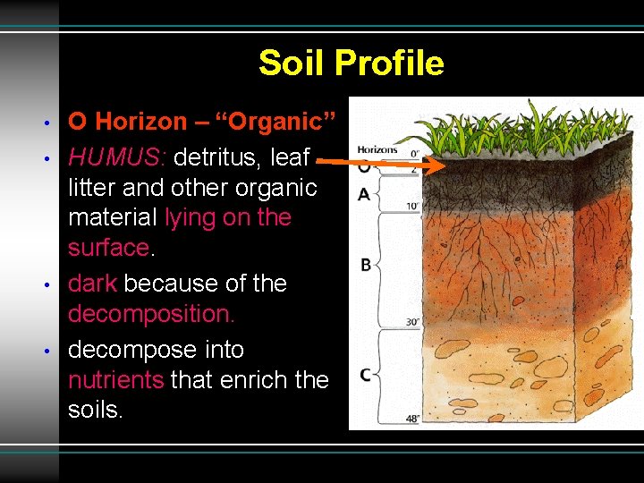 Soil Profile • • O Horizon – “Organic” HUMUS: detritus, leaf litter and other