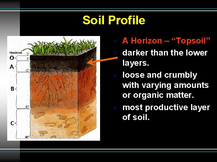 Soil Profile • • A Horizon – “Topsoil” darker than the lower layers. loose