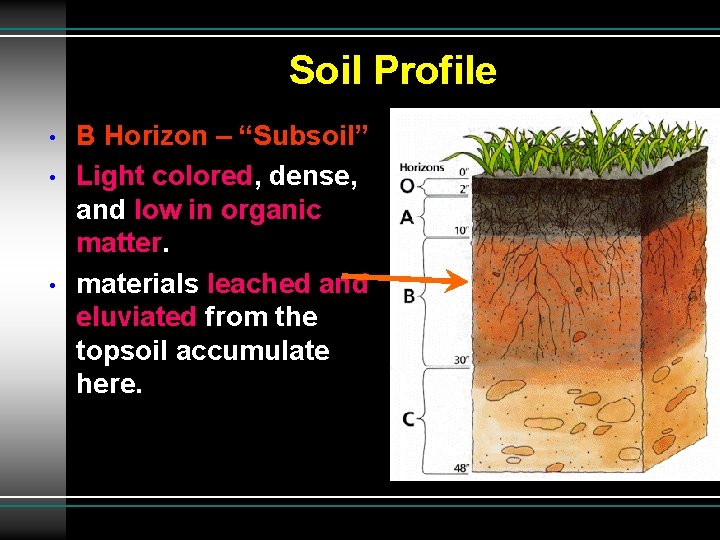 Soil Profile • • • B Horizon – “Subsoil” Light colored, dense, and low