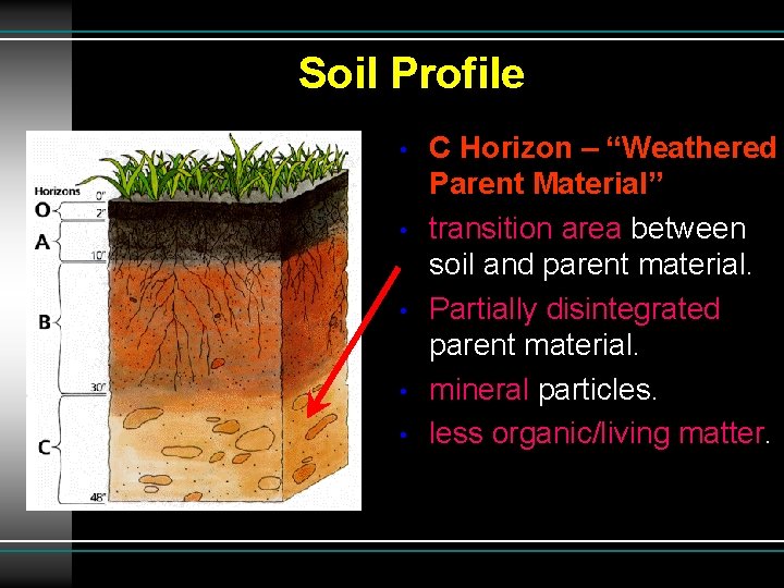 Soil Profile • • • C Horizon – “Weathered Parent Material” transition area between