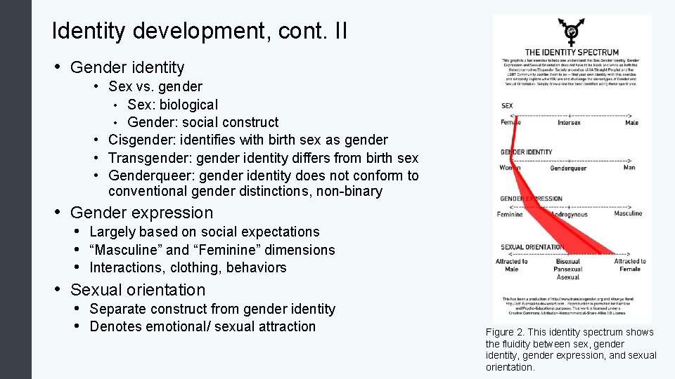 Identity development, cont. II • Gender identity • Sex vs. gender • Sex: biological