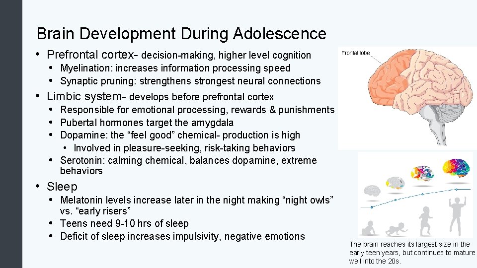 Brain Development During Adolescence • Prefrontal cortex- decision-making, higher level cognition • Myelination: increases