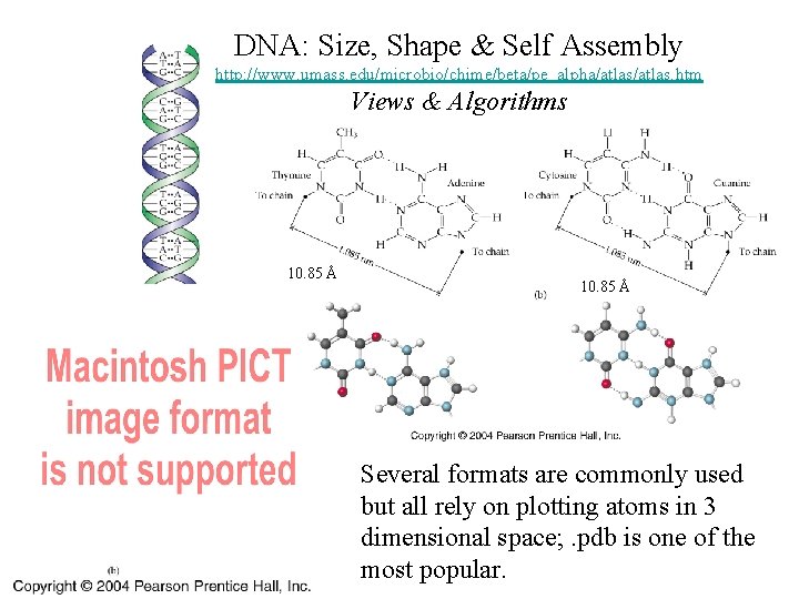 DNA: Size, Shape & Self Assembly http: //www. umass. edu/microbio/chime/beta/pe_alpha/atlas. htm Views & Algorithms