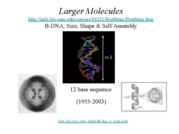 Larger Molecules http: //info. bio. cmu. edu/courses/03231/Prot. Struc. htm B-DNA: Size, Shape & Self