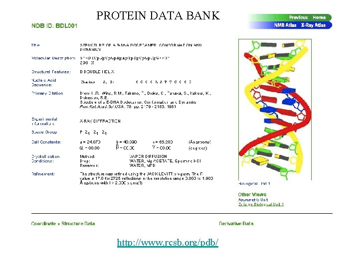 PROTEIN DATA BANK Even Larger Molecules http: //www. umass. edu/microbio/chime/beta/pe_alpha/atlas. htm DNA: Size, Shape