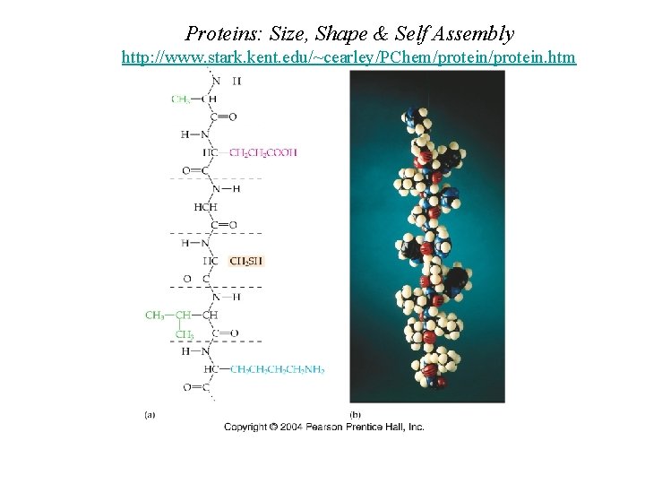 Proteins: Size, Shape & Self Assembly http: //www. stark. kent. edu/~cearley/PChem/protein. htm 