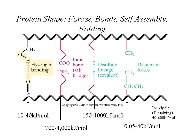 Protein Shape: Forces, Bonds, Self Assembly, Folding 10 -40 k. J/mol 150 -1000 k.