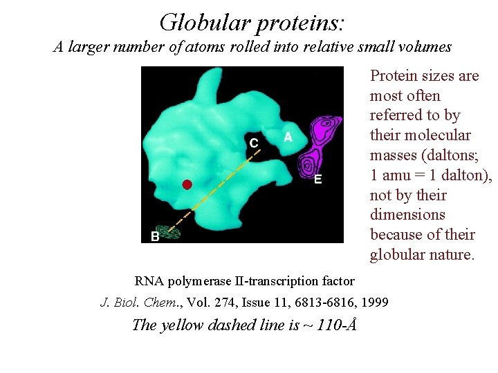 Globular proteins: A larger number of atoms rolled into relative small volumes Protein sizes