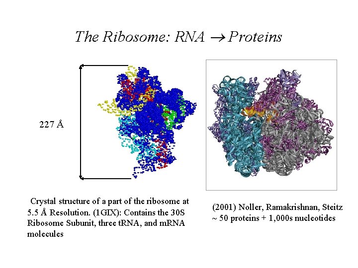 The Ribosome: RNA Proteins 227 Å Crystal structure of a part of the ribosome