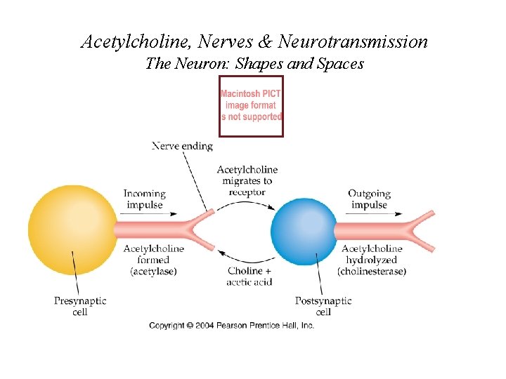 Acetylcholine, Nerves & Neurotransmission The Neuron: Shapes and Spaces 