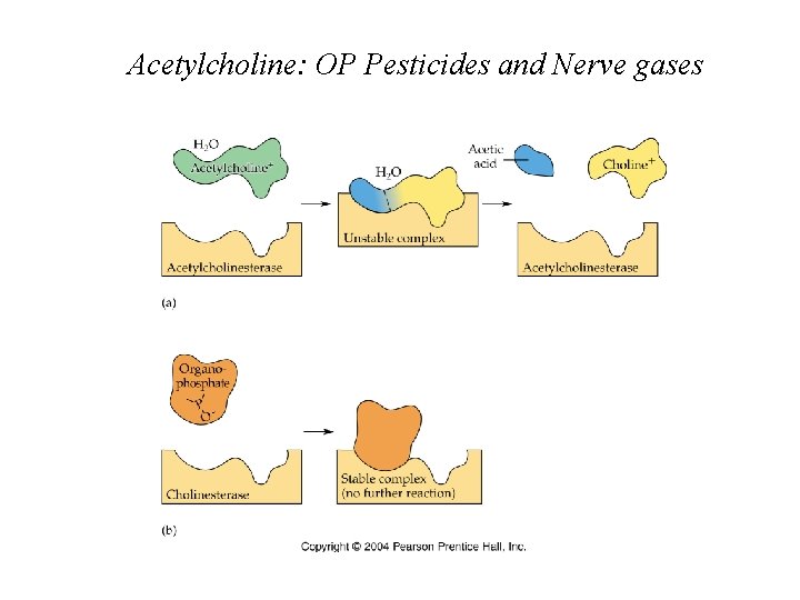 Acetylcholine: OP Pesticides and Nerve gases 