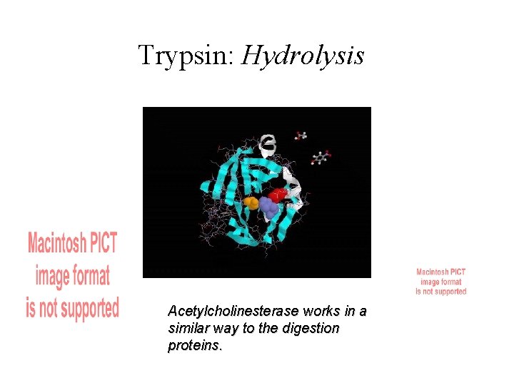 Trypsin: Hydrolysis Acetylcholinesterase works in a similar way to the digestion proteins. 