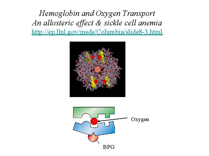 Hemoglobin and Oxygen Transport An allosteric effect & sickle cell anemia http: //ep. llnl.