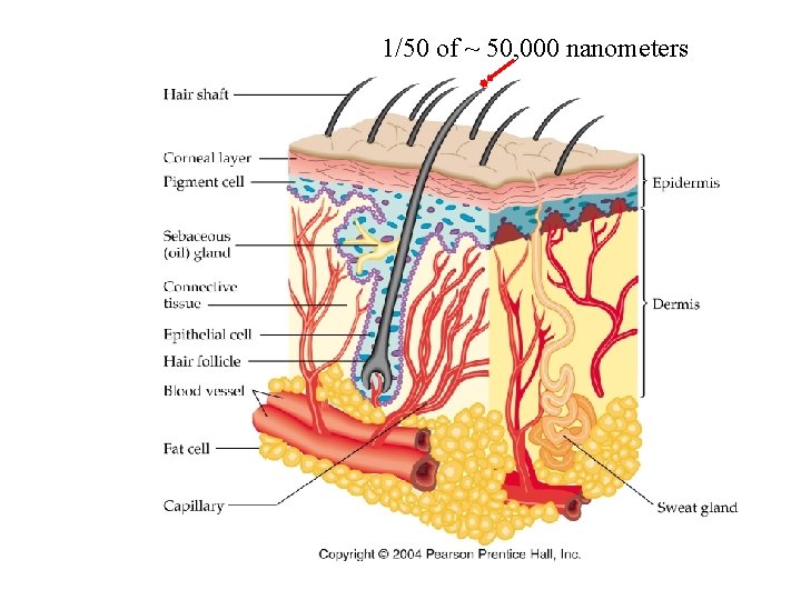 1/50 of ~ 50, 000 nanometers 