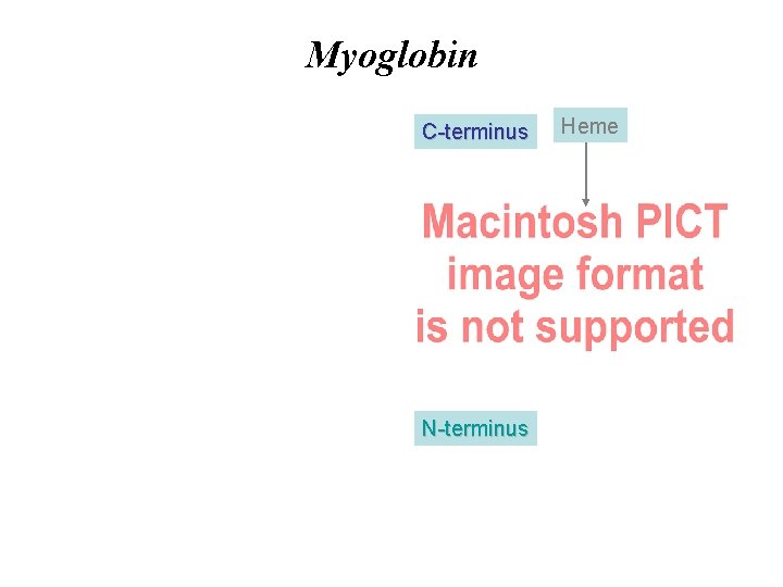 Myoglobin C-terminus N-terminus Heme 