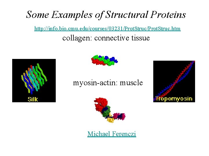 Some Examples of Structural Proteins http: //info. bio. cmu. edu/courses/03231/Prot. Struc. htm collagen: connective