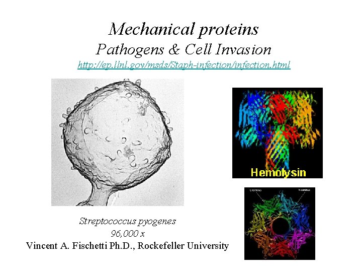 Mechanical proteins Pathogens & Cell Invasion http: //ep. llnl. gov/msds/Staph-infection/infection. html Streptococcus pyogenes 96,