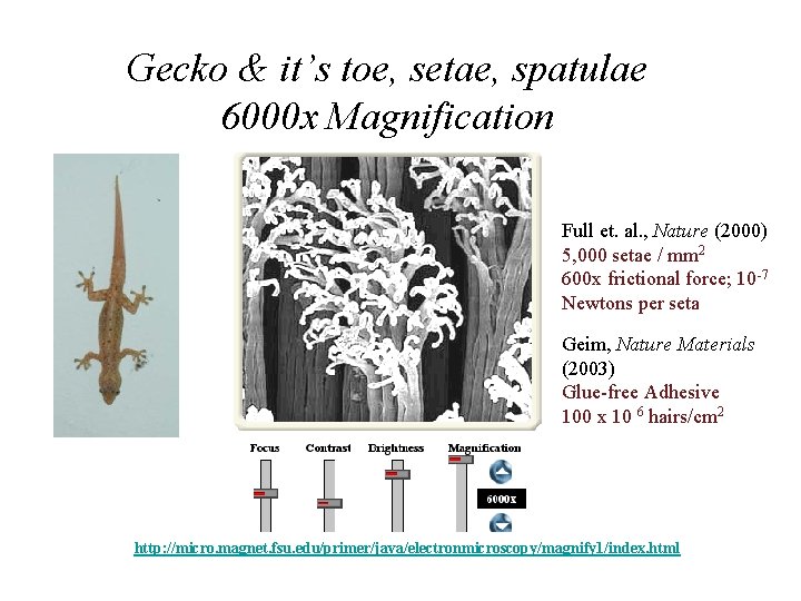 Gecko & it’s toe, setae, spatulae 6000 x Magnification Full et. al. , Nature