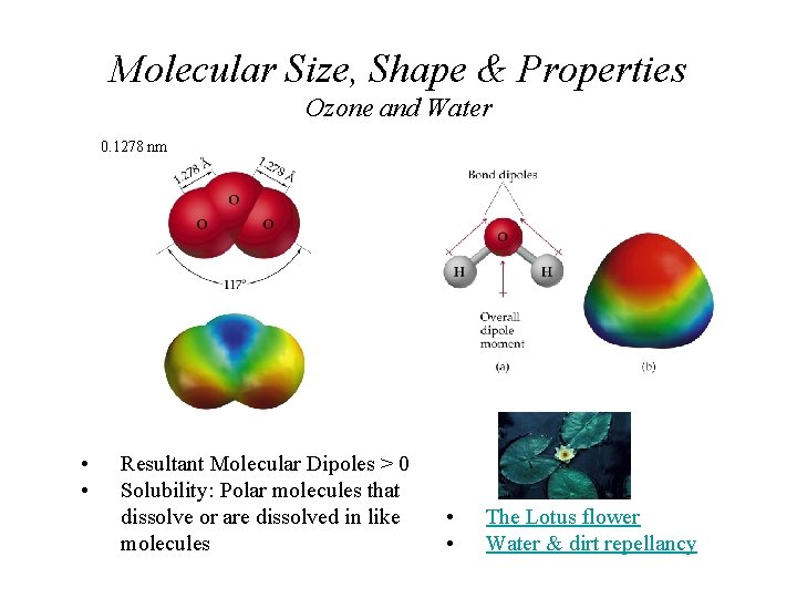 Molecular Size, Shape & Properties Ozone and Water 0. 1278 nm • • Resultant