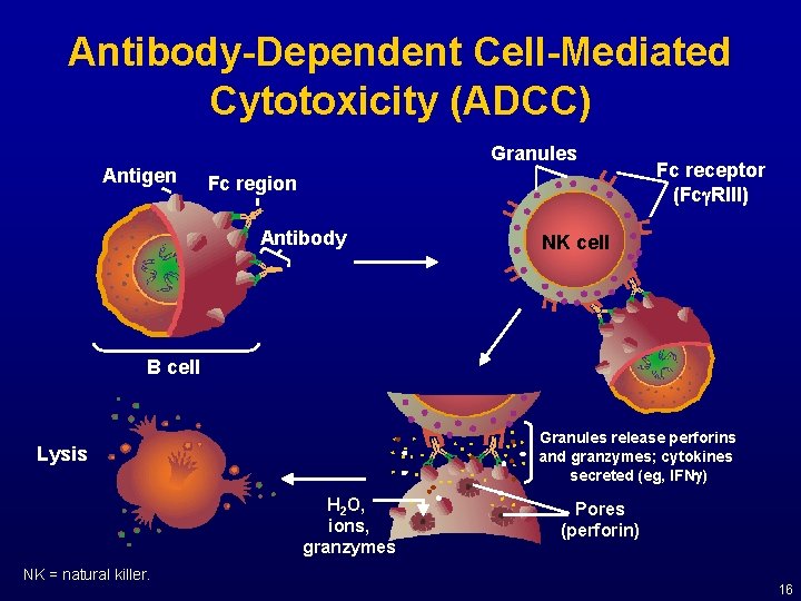 Antibody-Dependent Cell-Mediated Cytotoxicity (ADCC) Granules Antigen Fc region Antibody Fc receptor (Fcg. RIII) NK