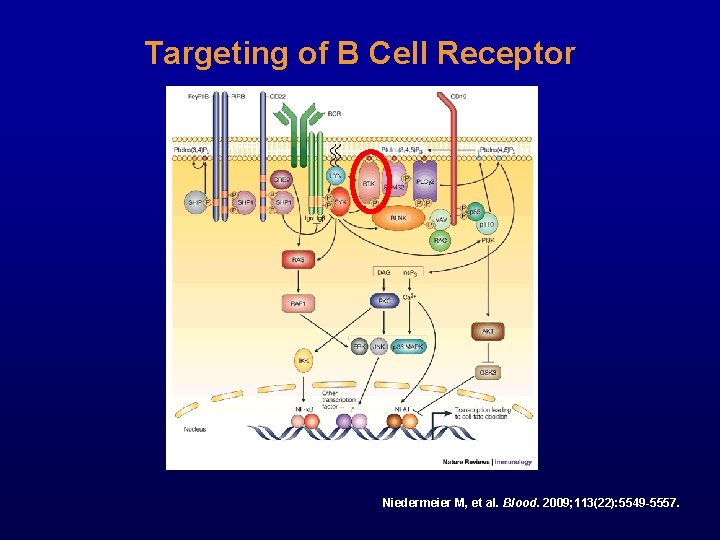 Targeting of B Cell Receptor Niedermeier M, et al. Blood. 2009; 113(22): 5549 -5557.