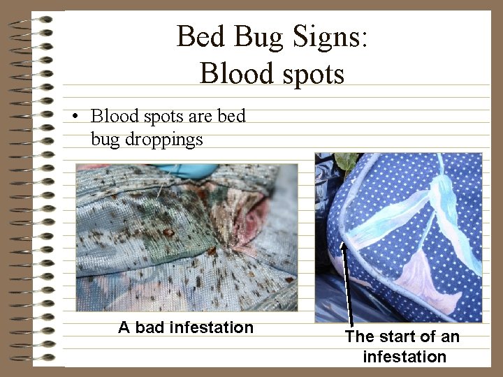 Bed Bug Signs: Blood spots • Blood spots are bed bug droppings A bad