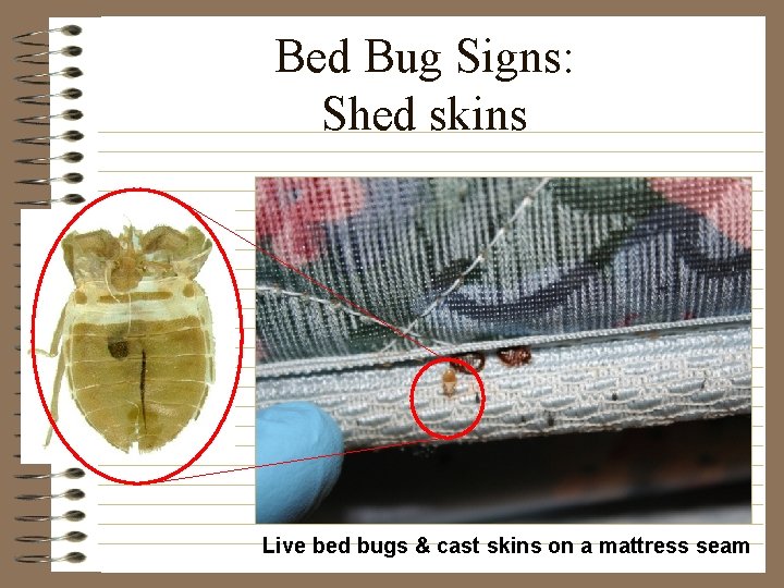 Bed Bug Signs: Shed skins Live bed bugs & cast skins on a mattress