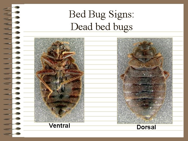 Bed Bug Signs: Dead bed bugs Ventral Dorsal 