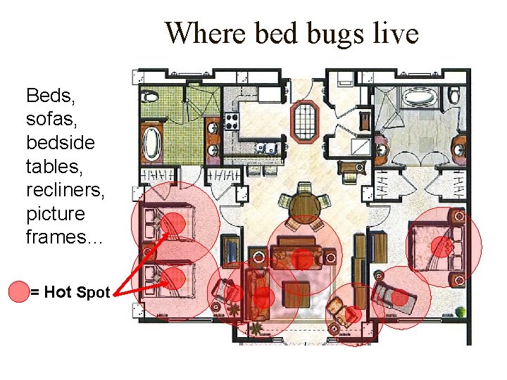 Where bed bugs live Beds, sofas, bedside tables, recliners, picture frames… = Hot Spot