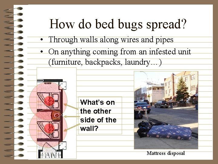 How do bed bugs spread? • Through walls along wires and pipes • On