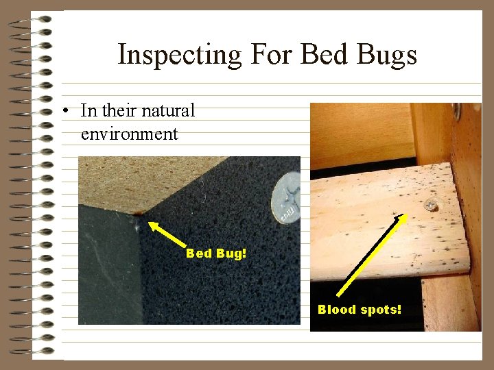 Inspecting For Bed Bugs • In their natural environment Bed Bug! Blood spots! 