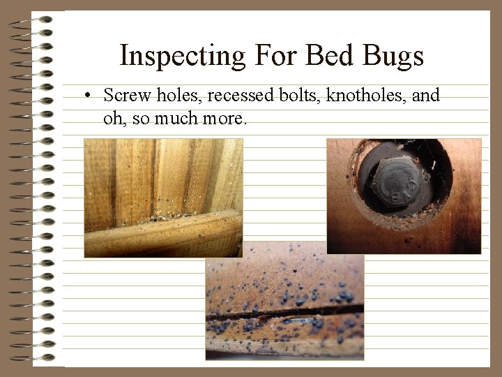 Inspecting For Bed Bugs • Screw holes, recessed bolts, knotholes, and oh, so much