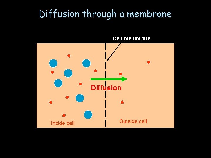 Diffusion through a membrane Cell membrane Diffusion Inside cell Outside cell 