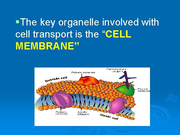 §The key organelle involved with cell transport is the “CELL MEMBRANE” 