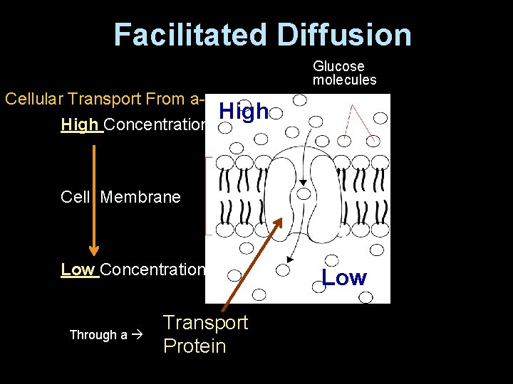 Facilitated Diffusion Glucose molecules Cellular Transport From a. High Concentration High Cell Membrane Low