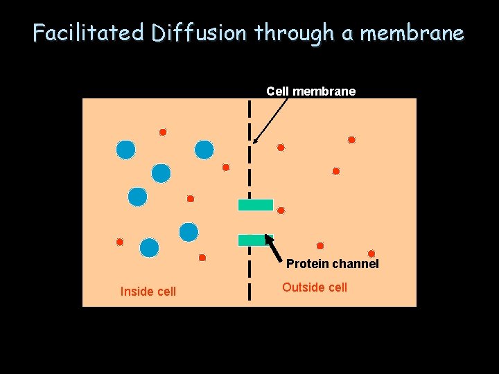 Facilitated Diffusion through a membrane Cell membrane Protein channel Inside cell Outside cell 