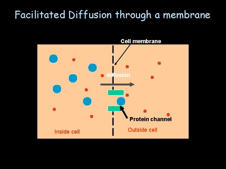 Facilitated Diffusion through a membrane Cell membrane diffusion Protein channel Inside cell Outside cell